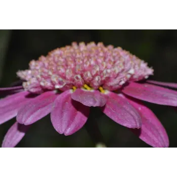 Natural Arali Flowers